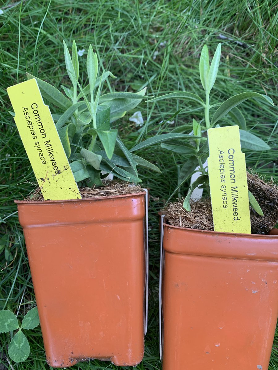 violin4all's tweet image. Planting some milkweed 🌱plants for the Monarchs 🦋. It is the only species of plant that the Monarch will lay her “eggs” (larvae) on. #pollinator