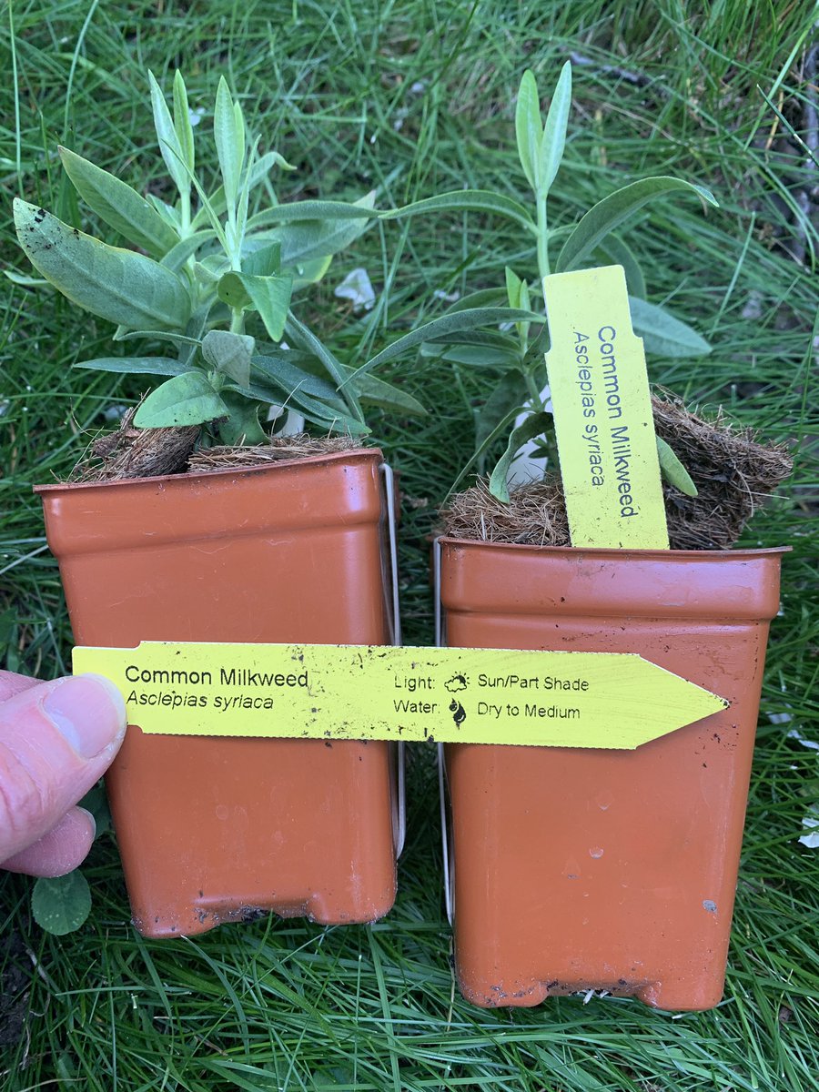 violin4all's tweet image. Planting some milkweed 🌱plants for the Monarchs 🦋. It is the only species of plant that the Monarch will lay her “eggs” (larvae) on. #pollinator