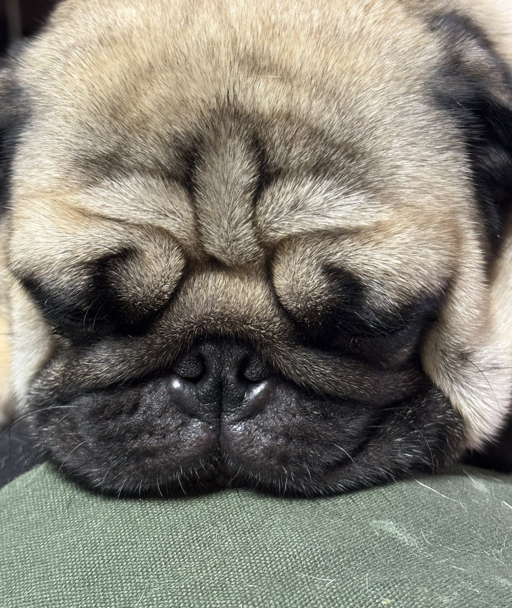 おやすみ😴

#pug #パグ