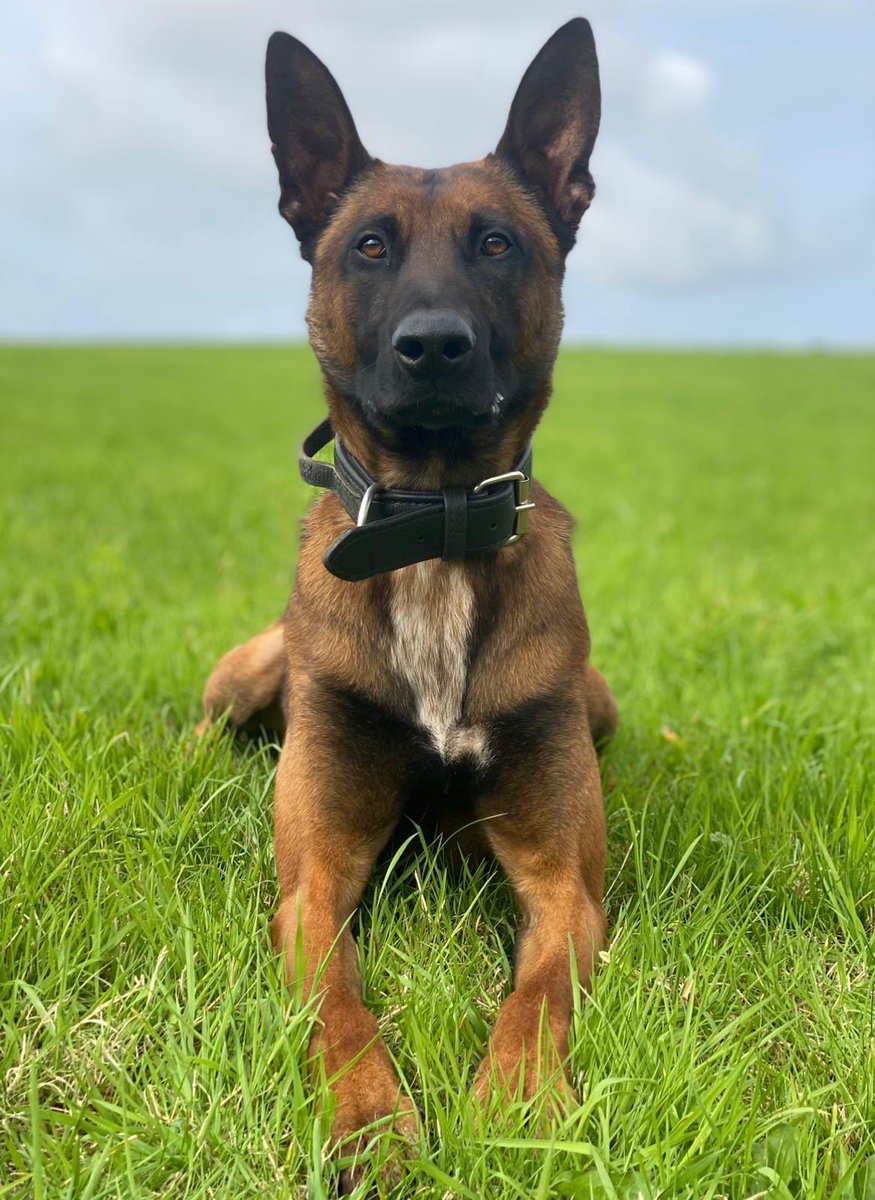 👀 Hide and seek with PD Quake who tracked three youths (in the pouring rain and thunder storm) and located them hiding in bushes, following burglary at a newsagents.

👏 Well done Quake