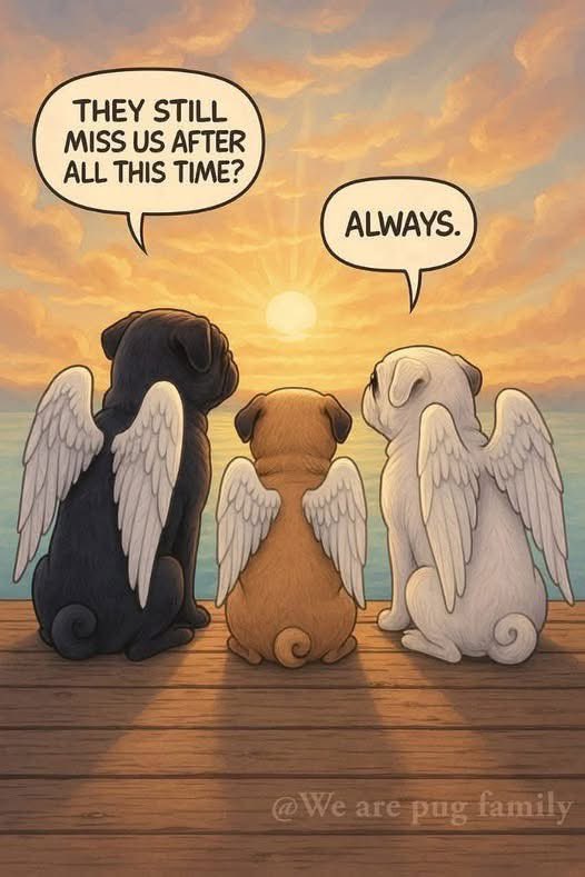 Brownie the Dachshund 🌈 (@browniethedach1) on Twitter photo 