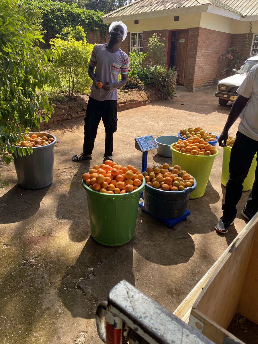 Linga Fruit Winery tweet media