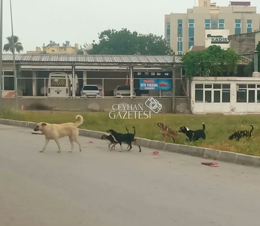 Güvenli Sokaklar Derneği (@guvenlisokaklar) on Twitter photo Adana'nın Ceyhan ilçesinde başıboş köpeklerin saldırısına uğrayan genç, bacağından ısırılarak yaralandı.
Vatandaşlar sürü halinde gezen başıboş köpekler nedeniyle can güvenliklerinden endişeli. <a href="/CeyhanBeltr01/">Ceyhan Belediyesi</a> <a href="/TCAdanaValiligi/">T.C. Adana Valiliği</a> <a href="/AliYerlikaya/">Ali Yerlikaya</a> Adana'nın Ceyhan ilçesinde başıboş köpeklerin saldırısına uğrayan genç, bacağından ısırılarak yaralandı.
Vatandaşlar sürü halinde gezen başıboş köpekler nedeniyle can güvenliklerinden endişeli. <a href="/CeyhanBeltr01/">Ceyhan Belediyesi</a> <a href="/TCAdanaValiligi/">T.C. Adana Valiliği</a> <a href="/AliYerlikaya/">Ali Yerlikaya</a>