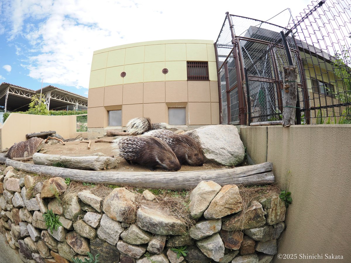 周南市徳山動物園のインドタテガミヤマアラシさん。
くる！くる！アラシが向かってくる！
そして振り返る！
からの、す～ん！
愛嬌がありすぎてたまらんです。ヤマアラシさん。