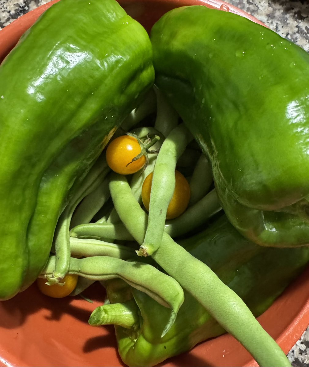Garden haul from this morning.

Green bell peppers
Green beans
A few yellow cherry tomatoes