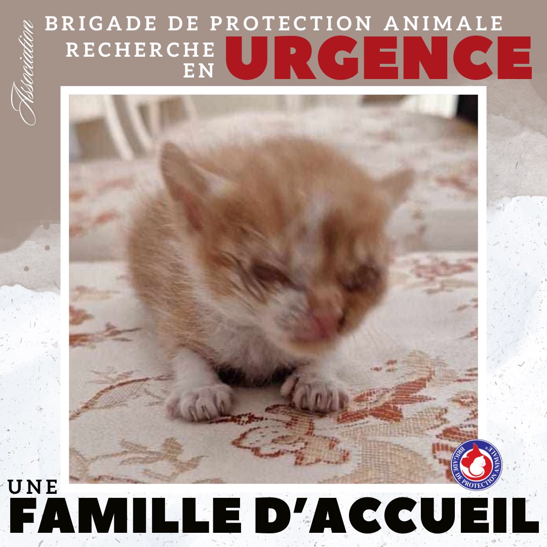 🆘 RECHERCHE FAMILLE D’ACCUEIL 🆘 
📍Secteur Crécy la Chapelle (77) et départements limitrophes

Le sauvetage d’un chaton de quelques jours a eu lieu nous lui recherchons en URGENCE une famille d’accueil dès maintenant🚨 

📍 Secteur Crécy la Chapelle (77) et départements