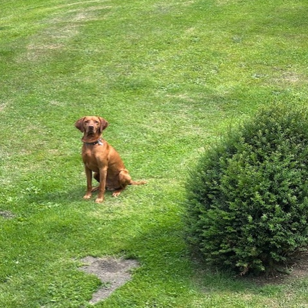 It's a dog's life - Trigga is oblivious to Rachel Reeves' spending review, soaring council tax, the surging price of oil, rampant migration, &amp; the threat of nuclear armageddon. #UK #Politics #dogs