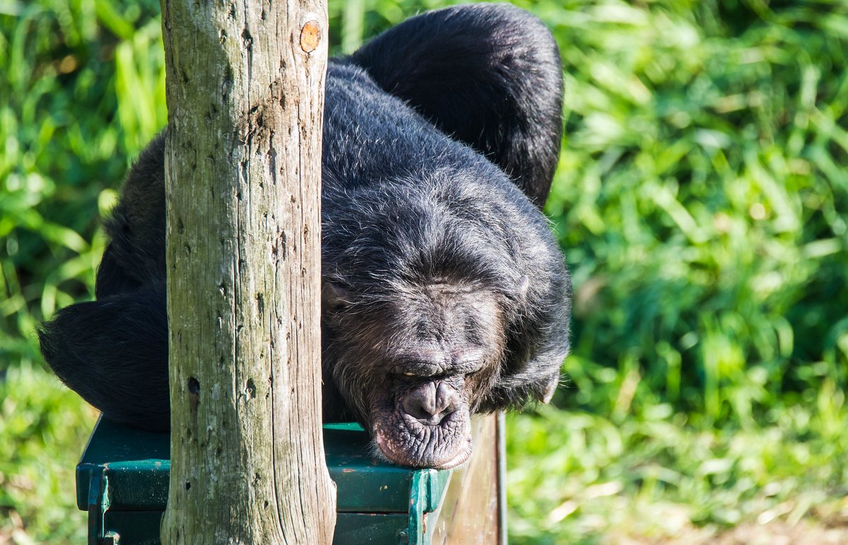 MONA_UK's tweet image. Don’t worry about Tom, he’s exactly where he wants to be. 🐒
The structure warms up with the sun ☀️ and he loves lying down to soak up that heat. 😌🔥
But with the summer temperatures 🌡️, he’ll probably stop doing that soon and we’ll find him resting in the shade of a tree 🌳🌤️