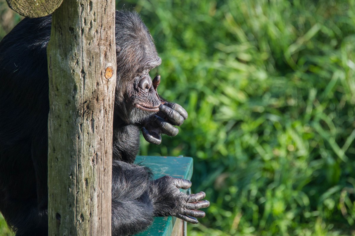 MONA_UK's tweet image. Don’t worry about Tom, he’s exactly where he wants to be. 🐒
The structure warms up with the sun ☀️ and he loves lying down to soak up that heat. 😌🔥
But with the summer temperatures 🌡️, he’ll probably stop doing that soon and we’ll find him resting in the shade of a tree 🌳🌤️