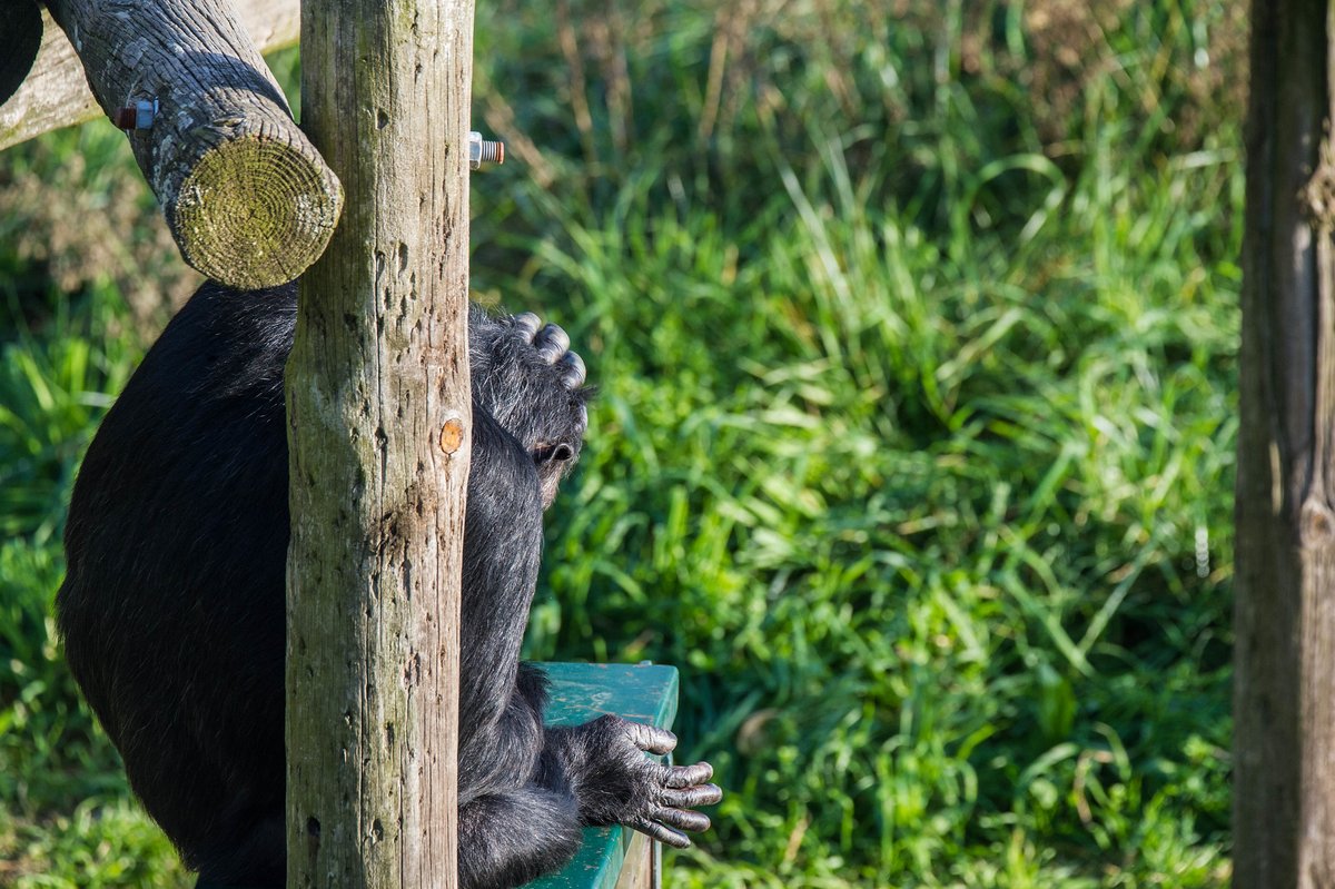 MONA_UK's tweet image. Don’t worry about Tom, he’s exactly where he wants to be. 🐒
The structure warms up with the sun ☀️ and he loves lying down to soak up that heat. 😌🔥
But with the summer temperatures 🌡️, he’ll probably stop doing that soon and we’ll find him resting in the shade of a tree 🌳🌤️