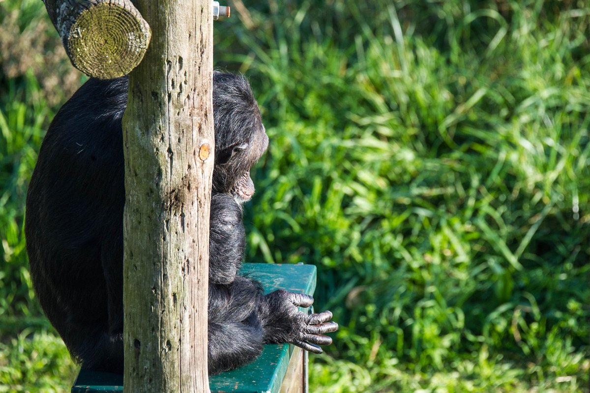 MONA_UK's tweet image. Don’t worry about Tom, he’s exactly where he wants to be. 🐒
The structure warms up with the sun ☀️ and he loves lying down to soak up that heat. 😌🔥
But with the summer temperatures 🌡️, he’ll probably stop doing that soon and we’ll find him resting in the shade of a tree 🌳🌤️