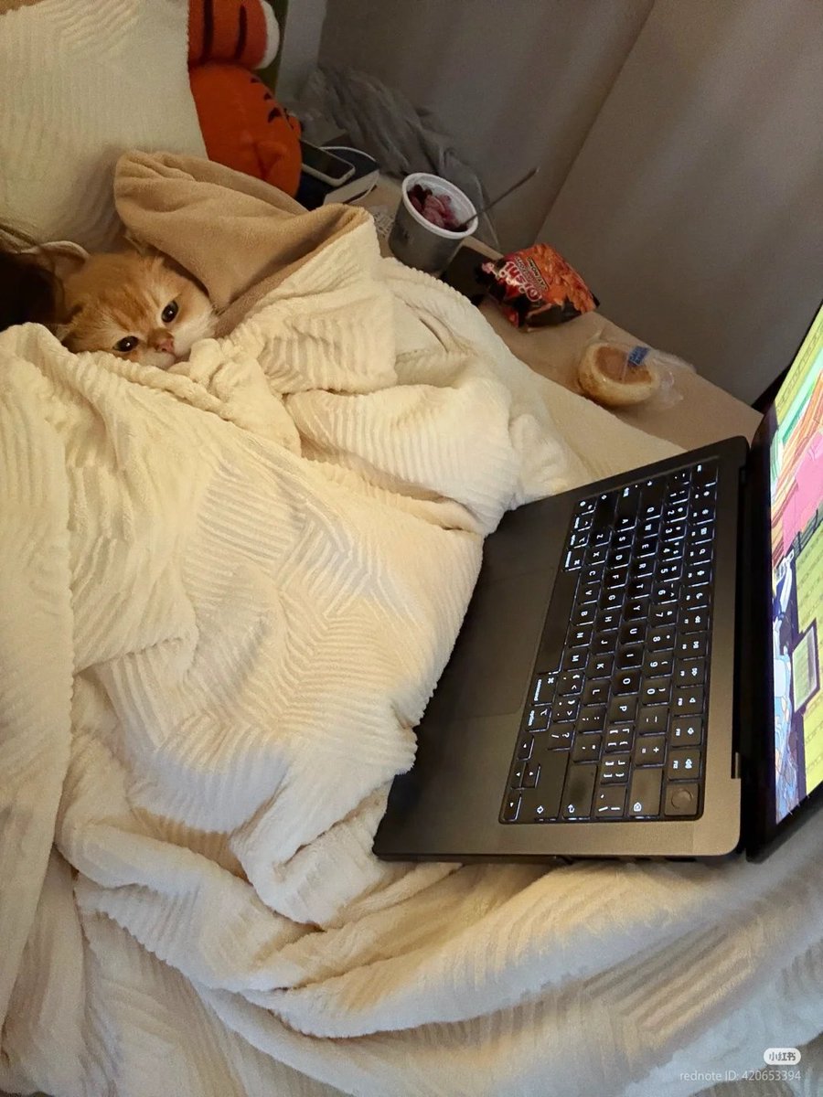 No Context Cats tweet media