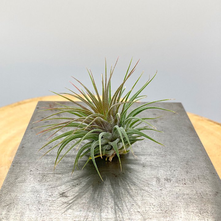 NativeToy's tweet image. T.ionantha var. stricta 'Rosita'
奥沢ブロメリアさんで、購入した株からの分株です。
色んなタイプ見た目が存在するロシータですが、かなり初期の頃のクローン株です。
¥4,500-