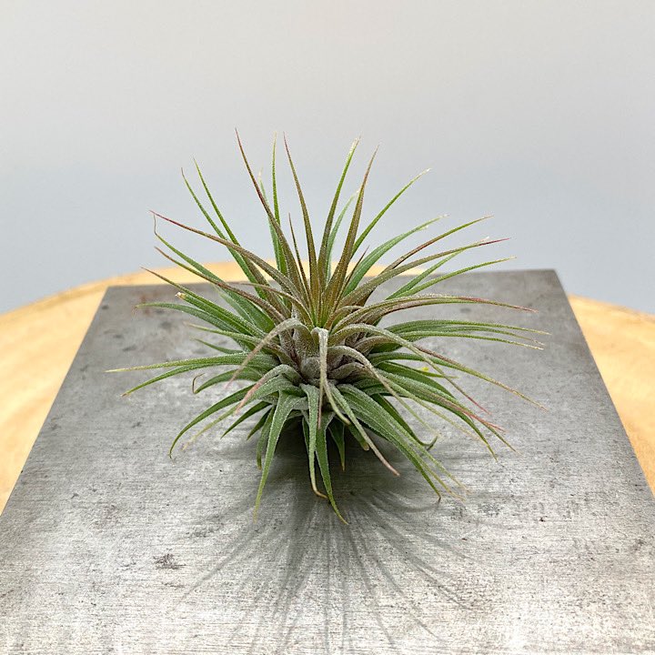 NativeToy's tweet image. T.ionantha var. stricta 'Rosita'
奥沢ブロメリアさんで、購入した株からの分株です。
色んなタイプ見た目が存在するロシータですが、かなり初期の頃のクローン株です。
¥4,500-