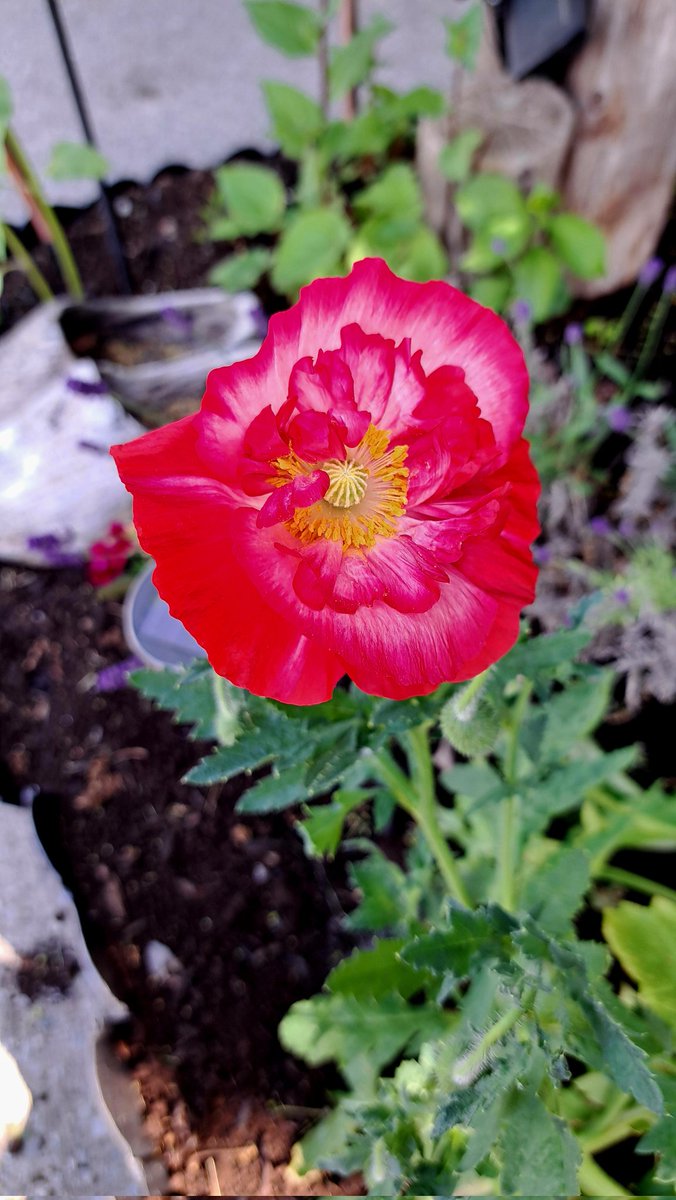 InkedDeviant's tweet photo. Double Shirley Poppies I Started By Seed Indoors😍

#cottagegarden #poppies #tinyoasis https://t.co/p1dB1zajrA