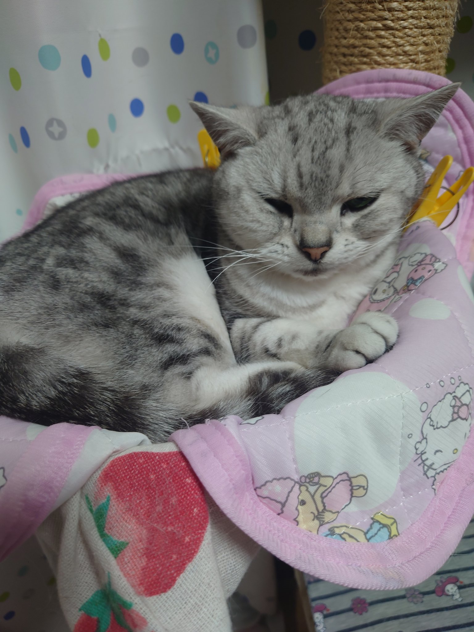 MIKAN🍊 🐾🐈‍⬛心穏やかに😺回復を信じて❣️ (@mikan5555
