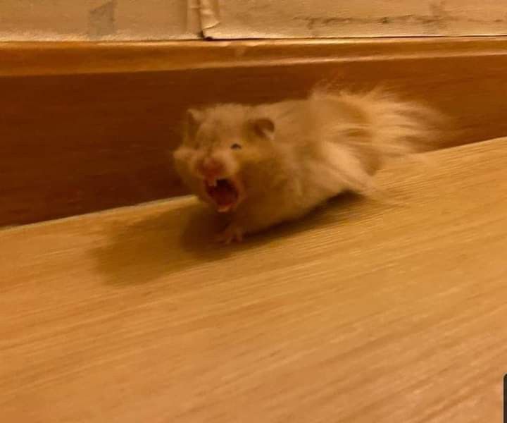 Tweets Of Hamster tweet media