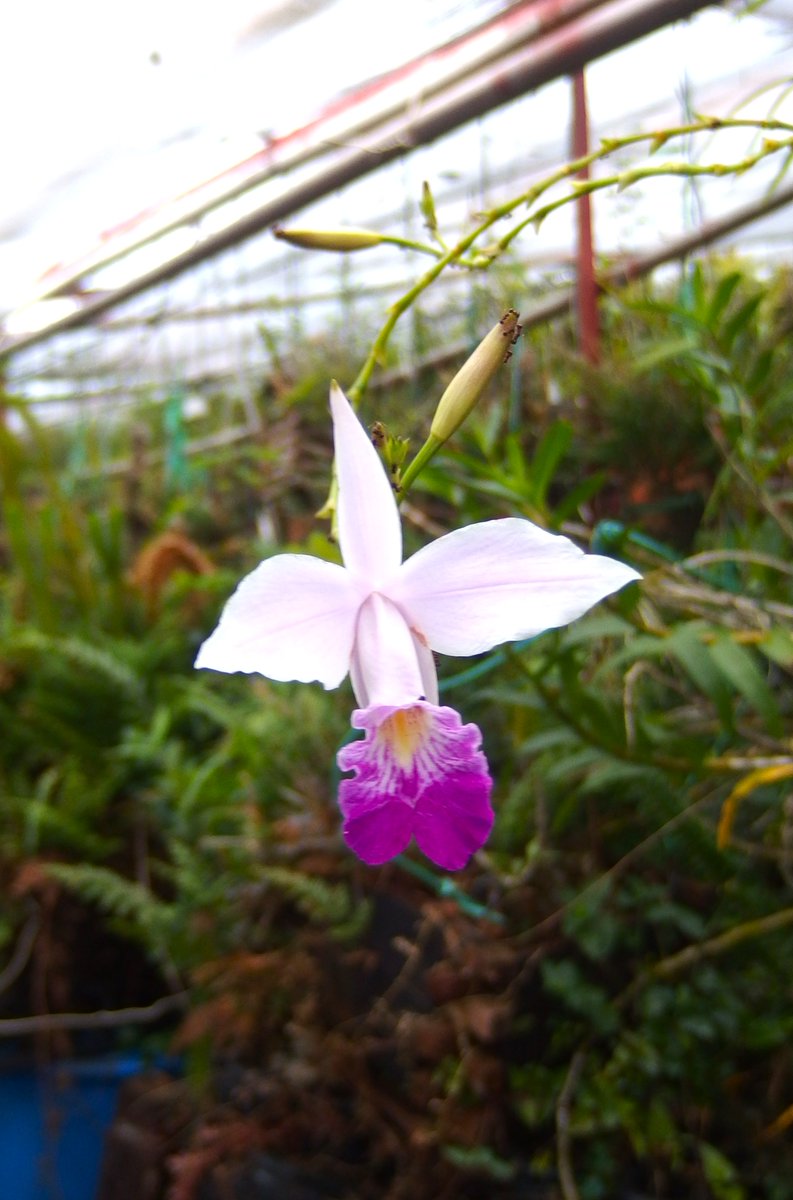 ❣️蘭❣️ 蘭 - Search / X