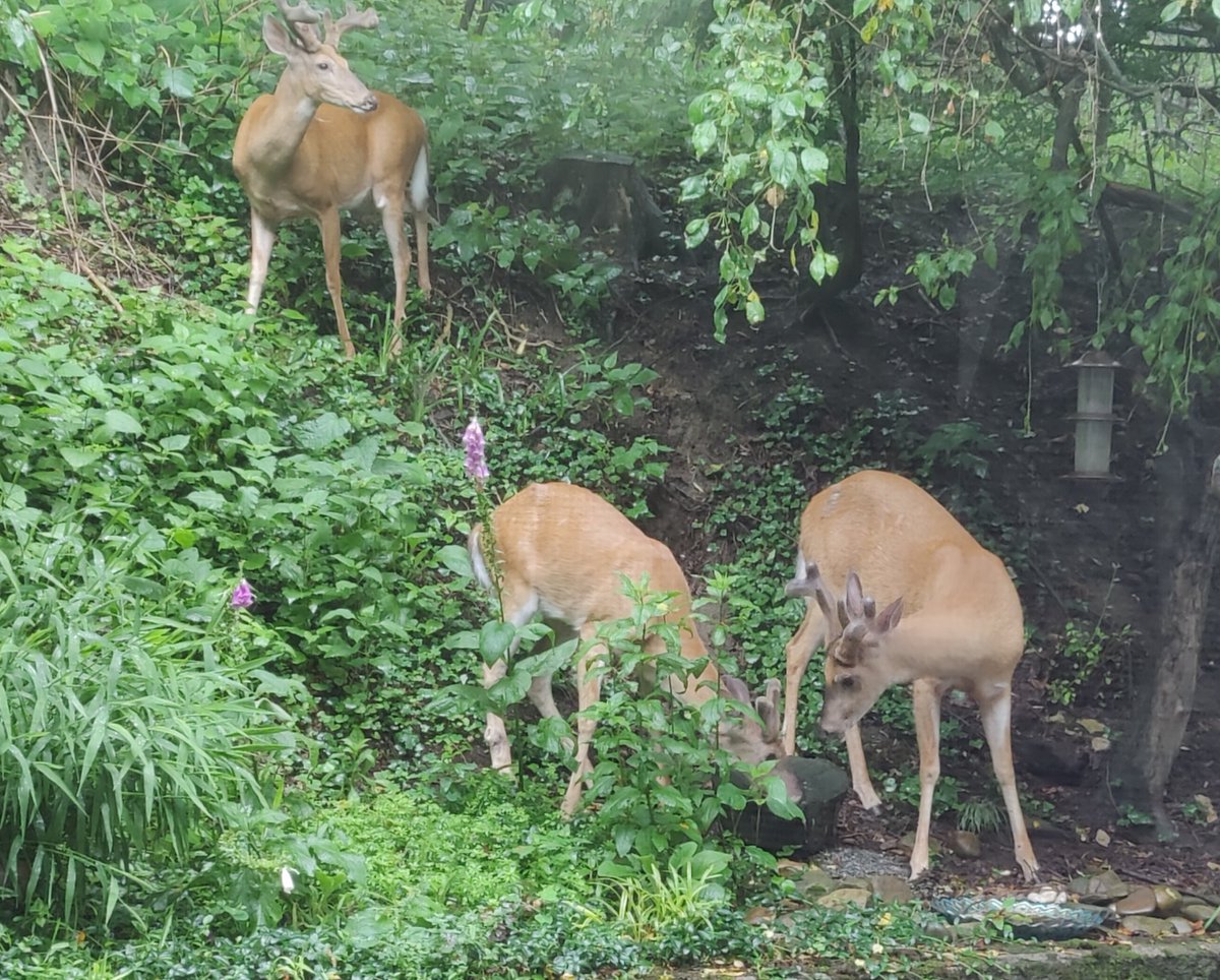 These beautiful boys came to see me this morning. I gave them some sunflower seeds. ❤️
