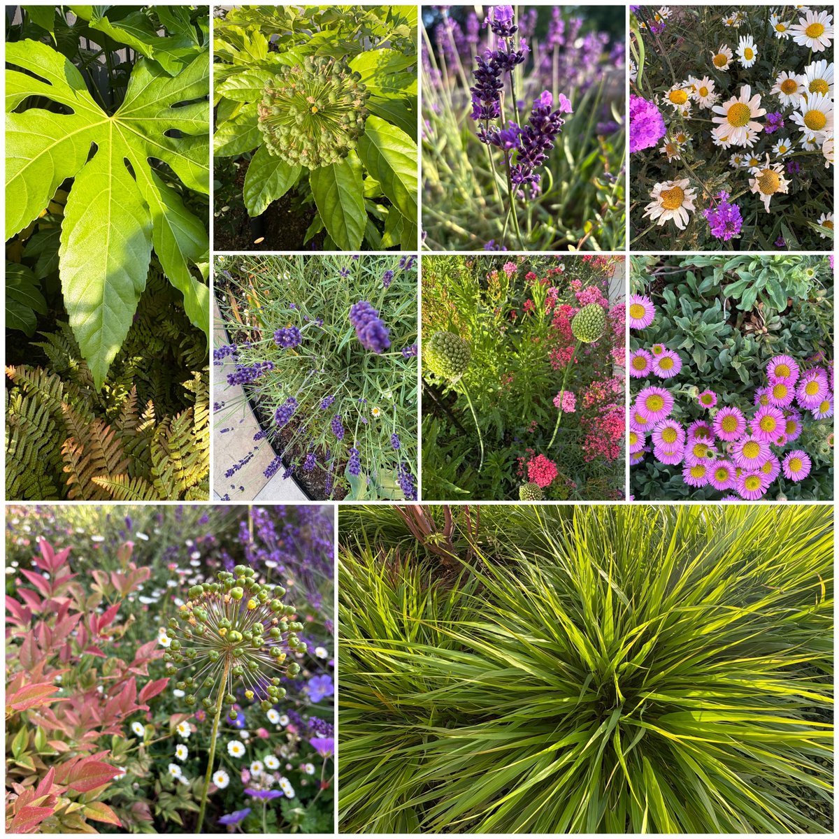 Some of the plants  including wildflowers planted in London that help to soften the many hard spaces and landscapes.