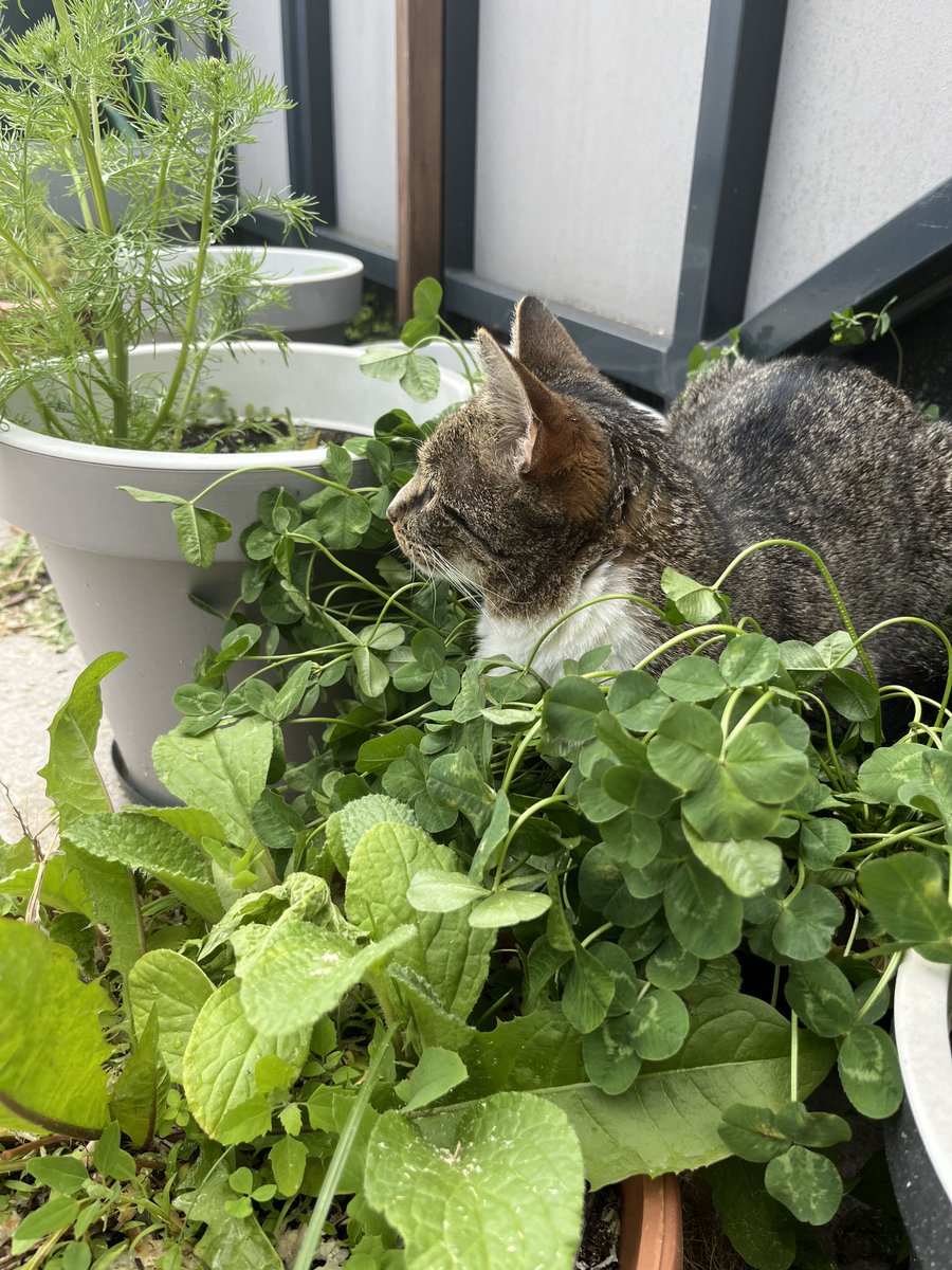 Happy #caturday 
Clover bed = universal cat bed