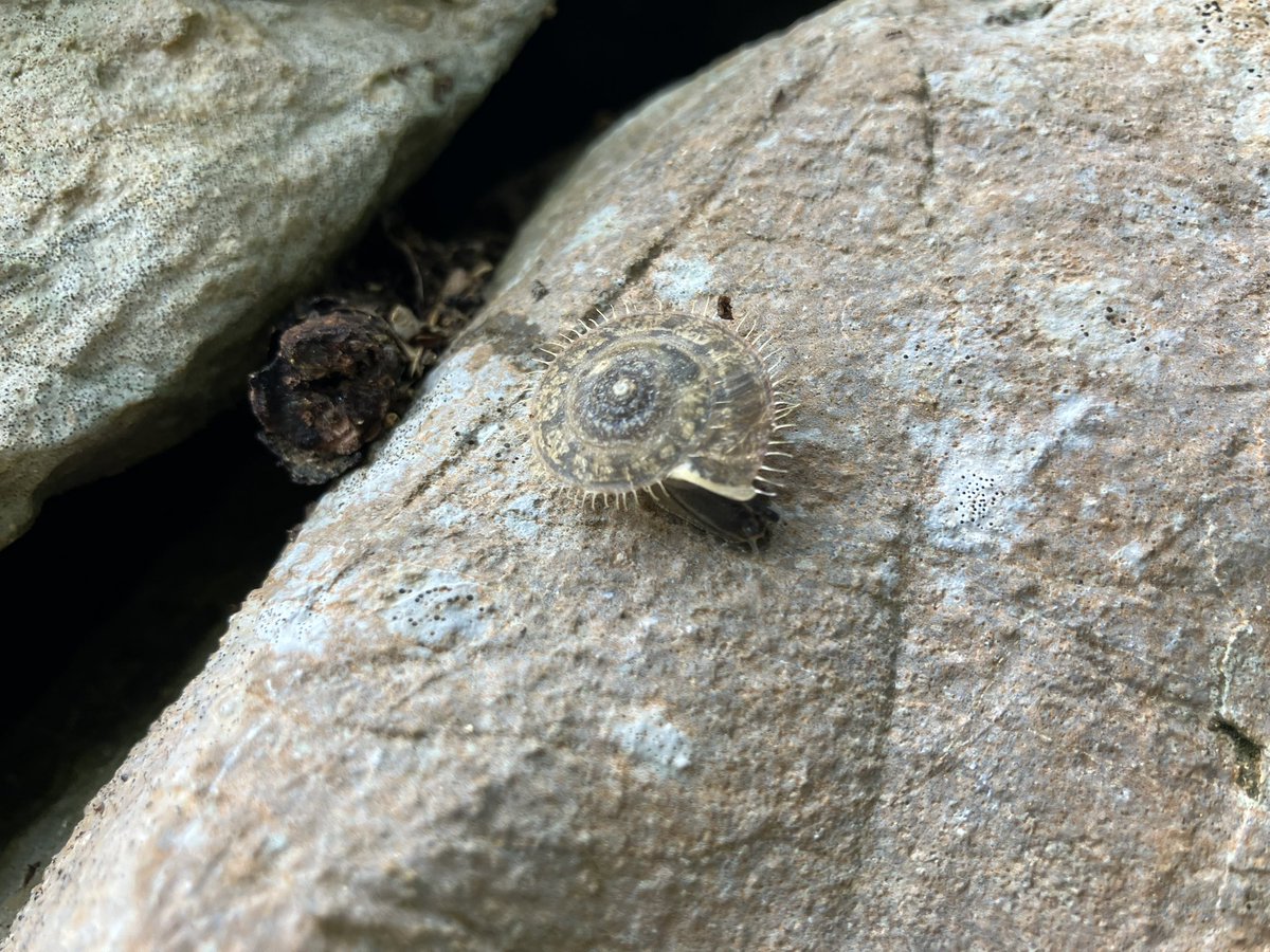 最近のマイマイ探索🐌
ケマイマイは魅力たっぷり。