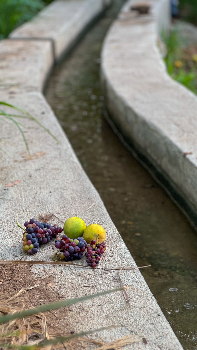 من قرية الخد بولاية صحار 👏

#صحار