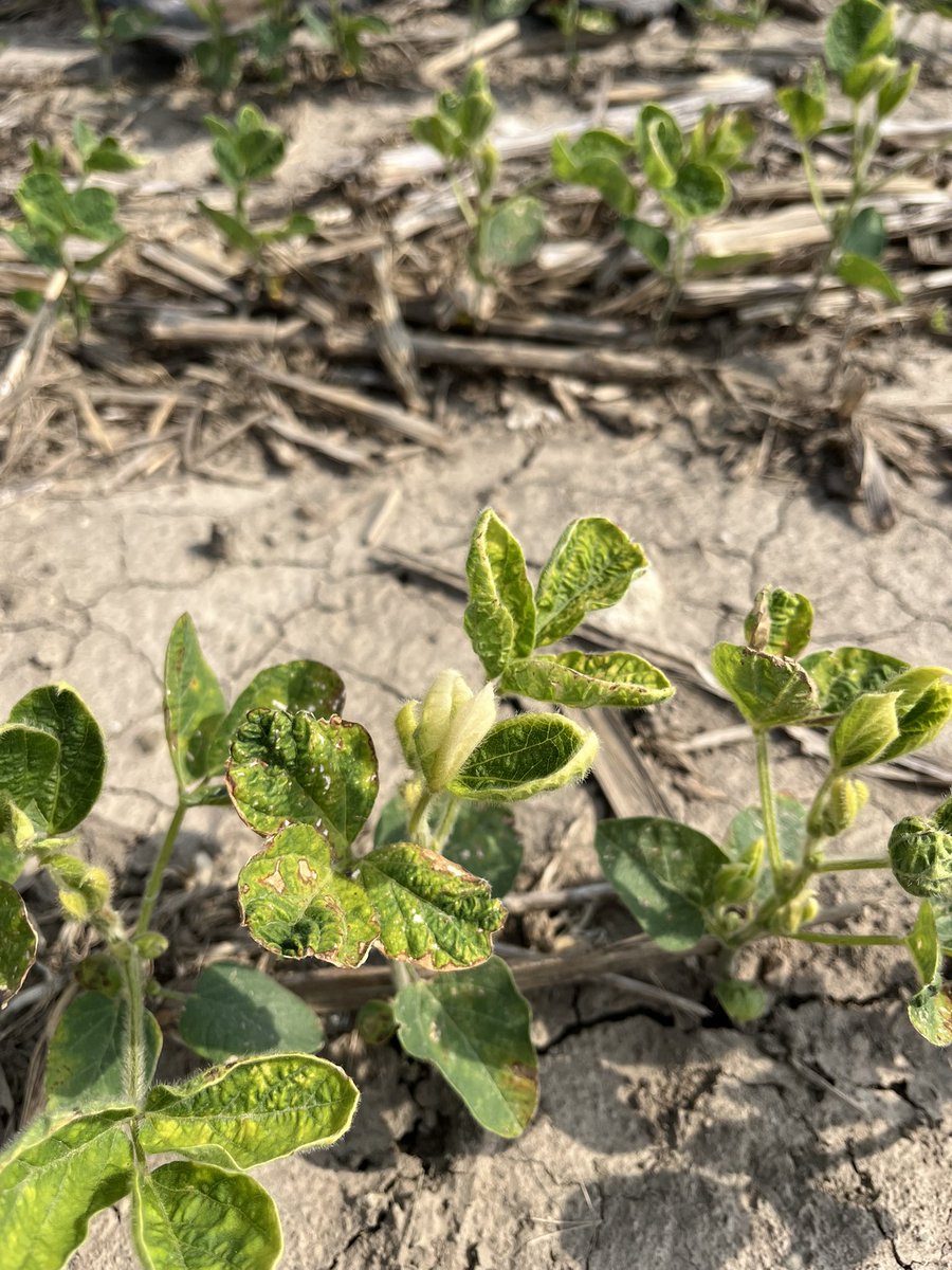 Tank, boom, filter clean out issues have been very common this year and unfortunately the issue is often not recognized until hundreds of acres have been sprayed. The corn chemistry caused leaf burn, bleached new leaves, and a little leaf cupping. #ISUCrops