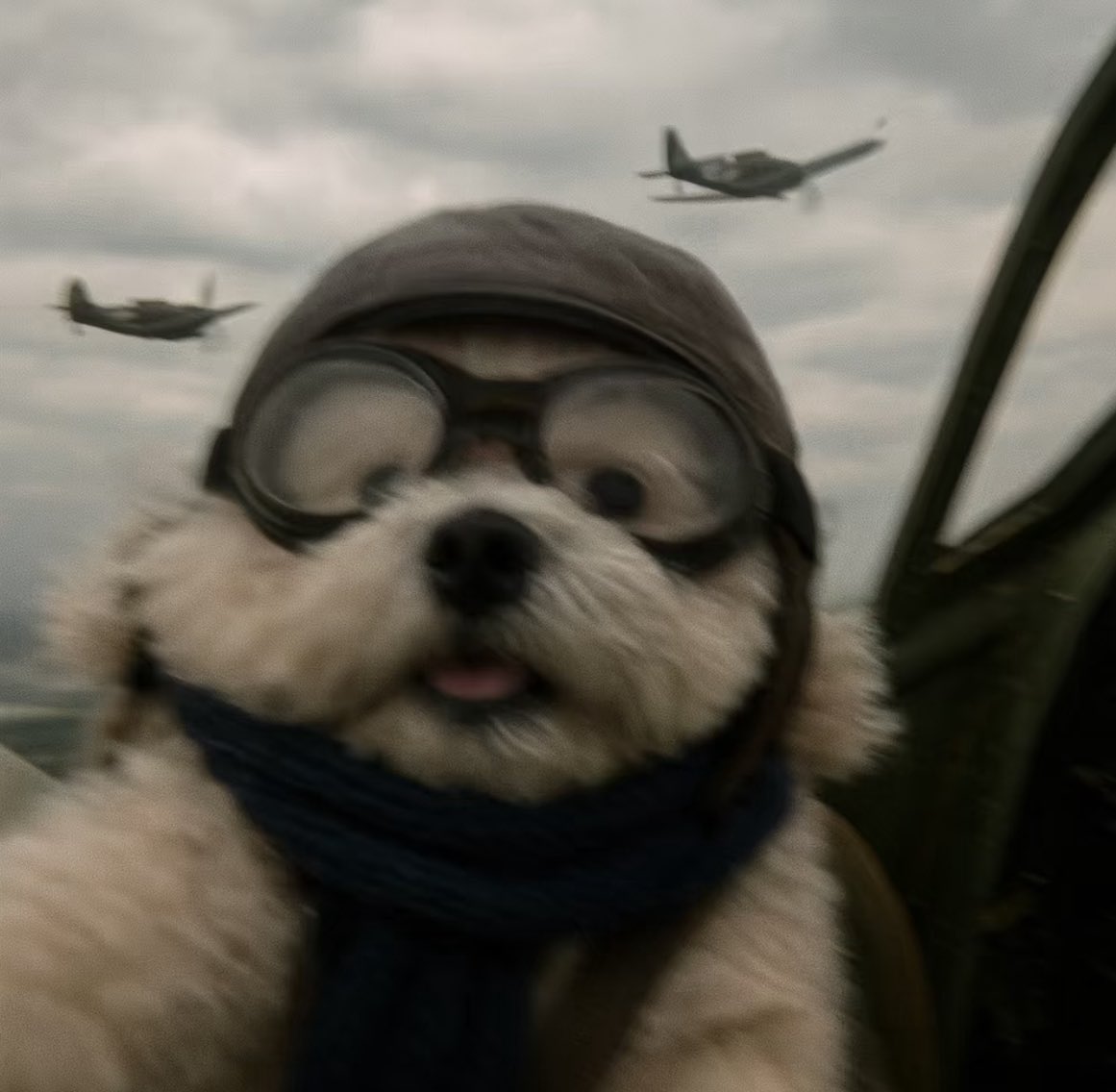 💖 (@twaniimals) on Twitter photo 