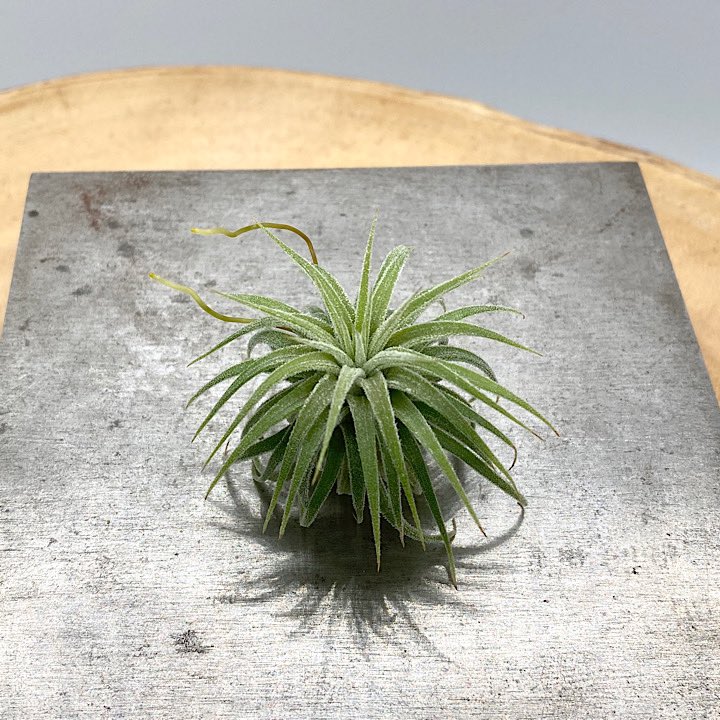 NativeToy's tweet image. T.ionantha Ron
過去にラン展で、販売された実生？のロンからの分株です。見た目からモリゾーと言われるあの可愛いロンです。
手元に来てから二世代目なんですが、購入時のワサワサした感じを引き継いでいるようです。
¥8,800-