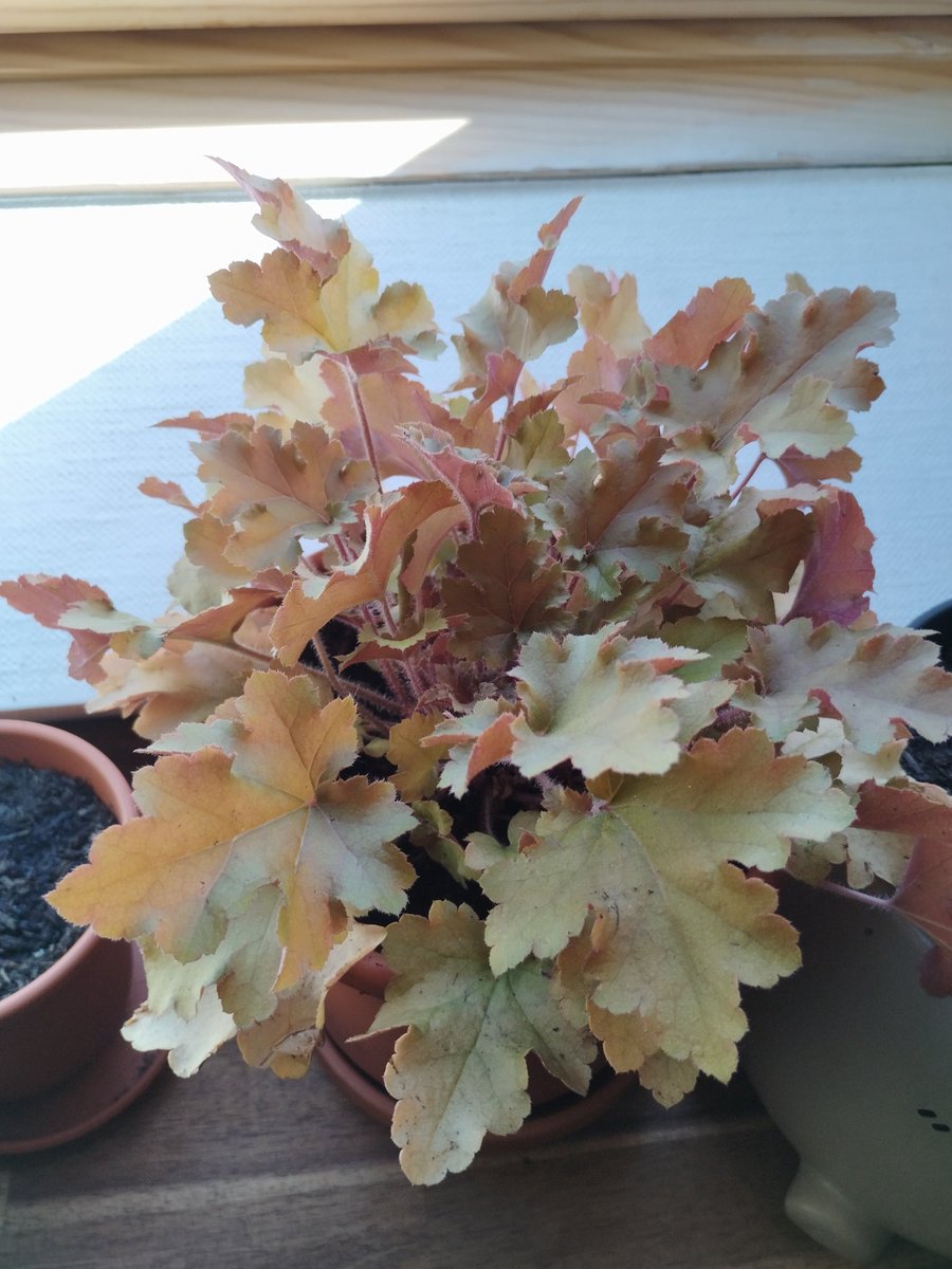 Nyan | @Dokomi26 | Alien-Cat Vtuber tweet media