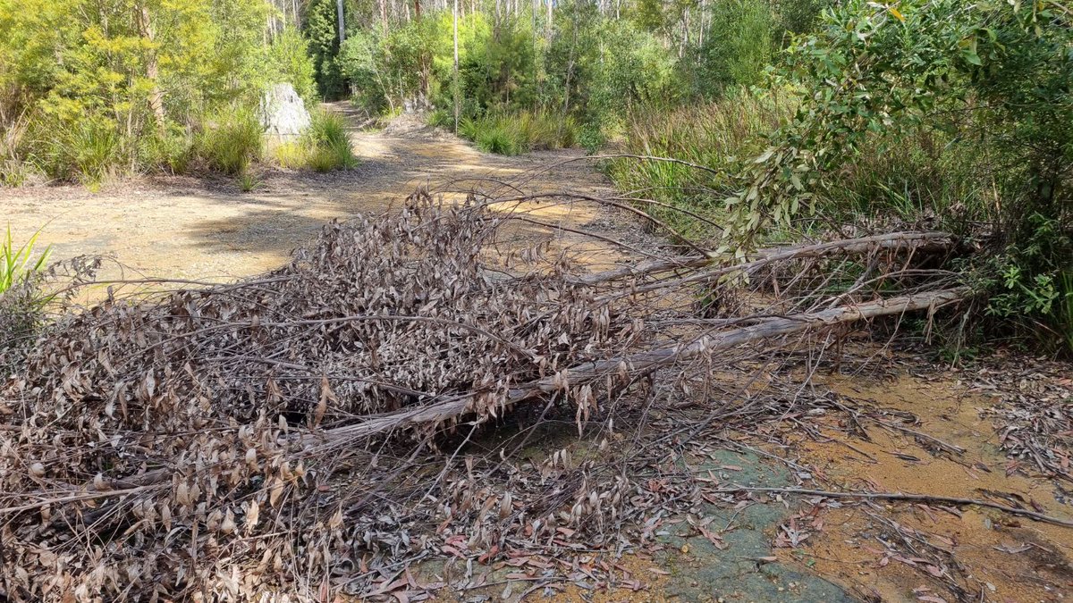 dada_woods's tweet photo. #Escape to the Country 329 acres (133.3ha) of beautiful, mountainous #forest, much designated #rainforest, full of spectacular #wildlife  and stunning #views https://t.co/HKfCT8V1E0
Escape to the bush, peaceful solitude and privacy. #lifestyle #propertyforsale #PropertyInvestment https://t.co/X2SAp2sqZj