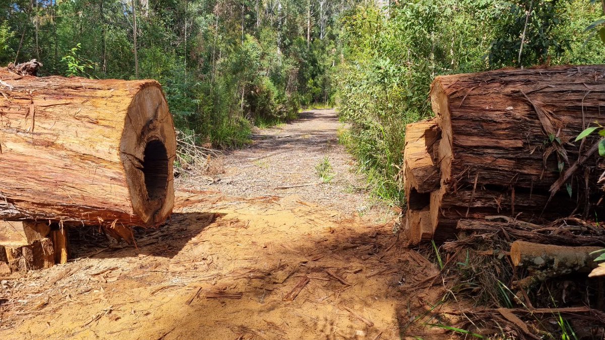 dada_woods's tweet photo. #Escape to the Country 329 acres (133.3ha) of beautiful, mountainous #forest, much designated #rainforest, full of spectacular #wildlife  and stunning #views https://t.co/HKfCT8V1E0
Escape to the bush, peaceful solitude and privacy. #lifestyle #propertyforsale #PropertyInvestment https://t.co/OMza6cKiZV