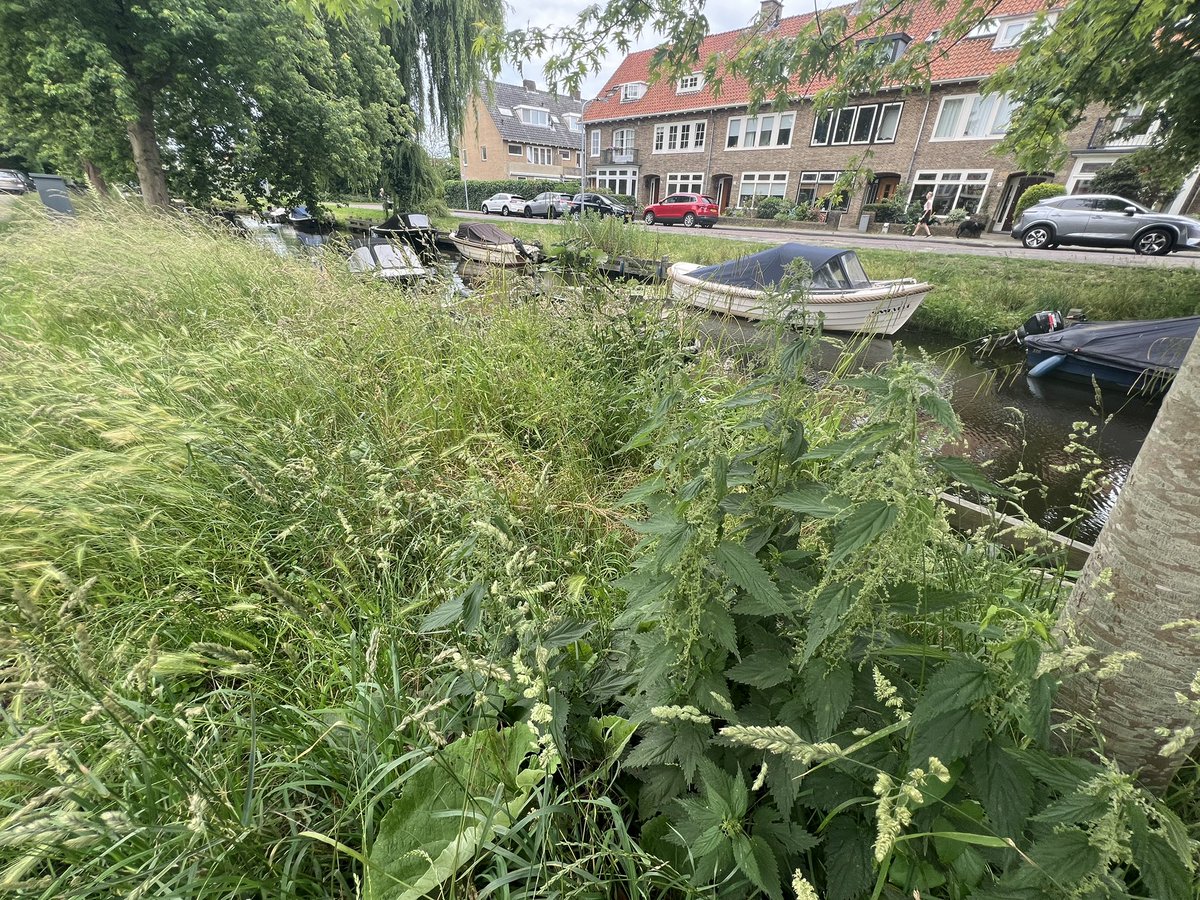 We zouden het erg fijn vinden als kade aan onze zijde, de Tulpenkade,ook weer eens gemaaid wordt zodat we bij onze boten kunnen. Alvast onze dank <a href="/gemeentehaarlem/">Gemeente Haarlem</a>