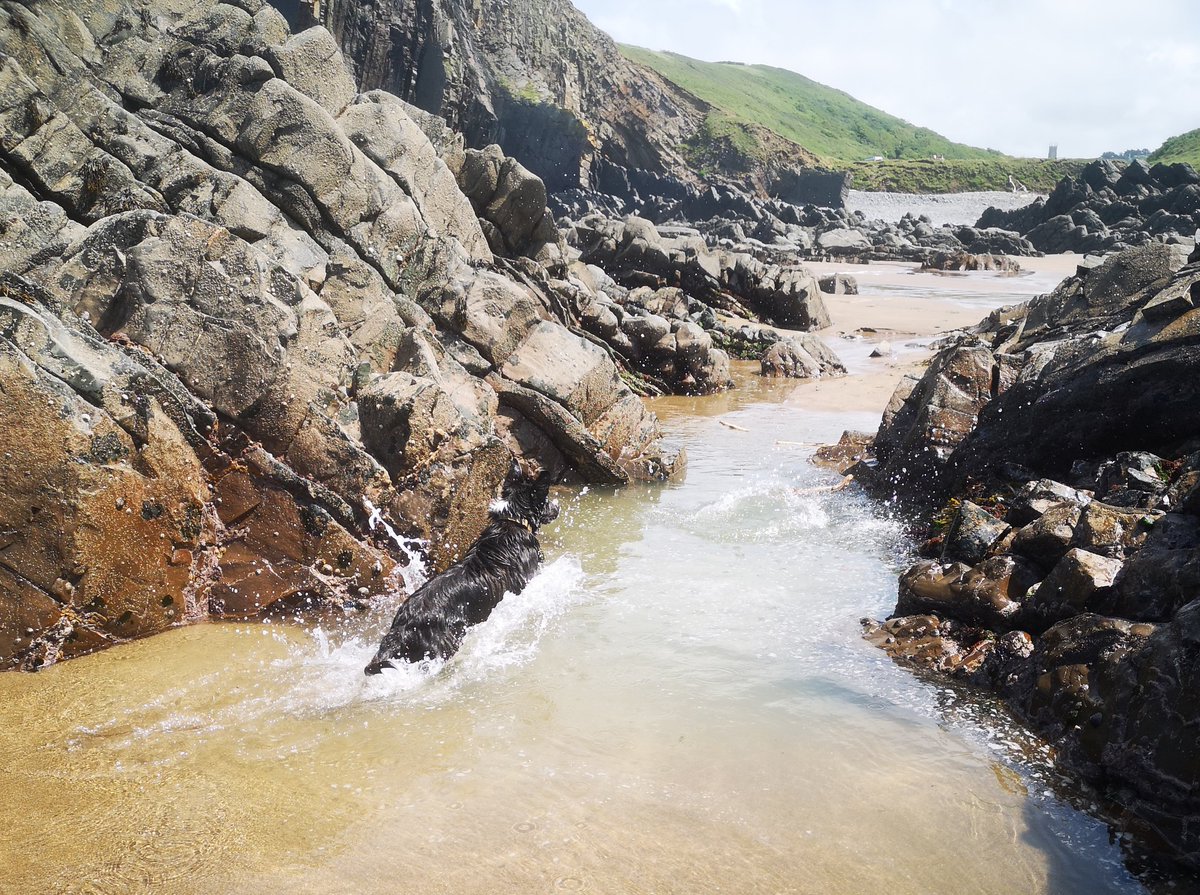 Pups fully confident in the water now.