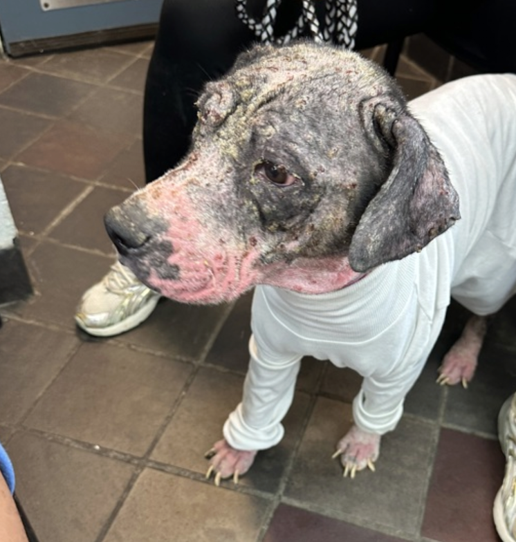 Tootsismyname🏴‍☠️ tweet media