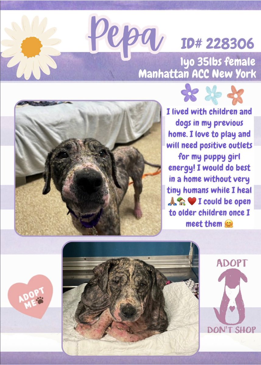 💔My heart hurts for Pepa💔 Please help if you can.
😢Left with untreated, severely inflammed chronic dermatitis it hurts to look as this poor dog.
😢Just 1yr old, lived w/children and other dogs, imagine how she wanted to be part of their lives but couldn't because it hurt.
❤️