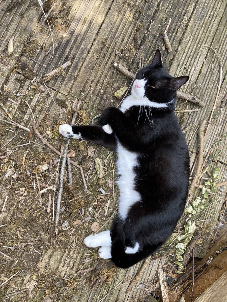 Happy #Caturday pals ❤️ it got quite warm in the UK. I am taking advantage of the weather and resting in the garden. It is too hot for Benjamin, he went home for a while to cool down 😂😂 we are loving it
