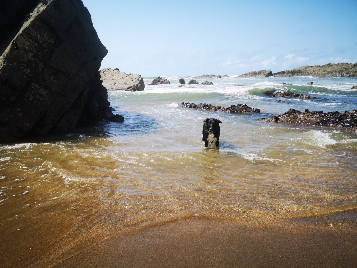 Kes ♥️ One of the uninjured dogs atm.