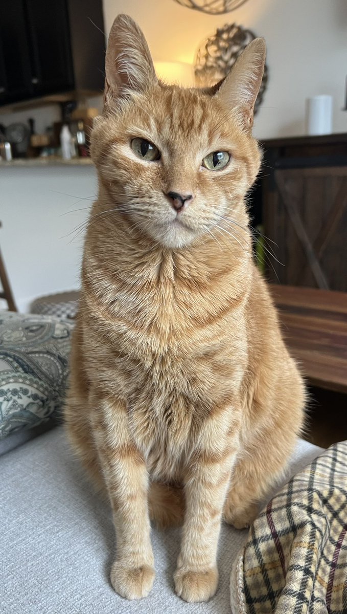 Seamus & Atticus tweet media