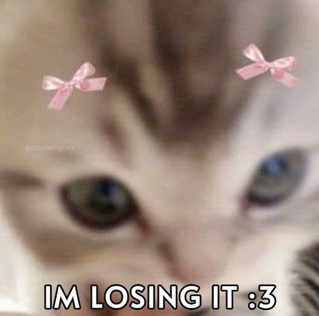good meowning everyone i slept for 4 hours, still have boxes to finalize packing for moveout, my luggage's zipper broke, and my stomach hurts i need some cat photos pleasr