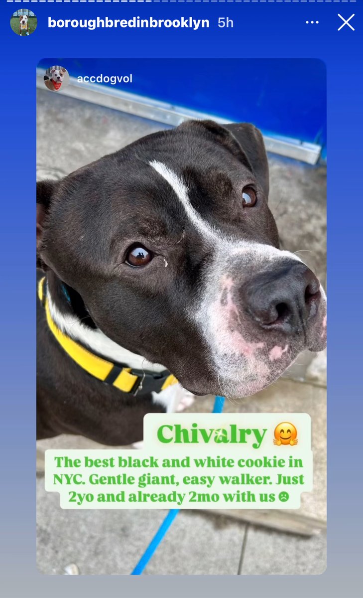 BeeDoDoobieDo's tweet photo. @NMBewitched Beautiful boy, needs out NOW. He has been there #127Days ~ One hundred twenty seven days!! This is a very good dog, left to slowly go stir crazy from lack of exercise and human contact. #Pledge, #Foster, #Adopt and #Share. https://t.co/lloYJUcJ0a