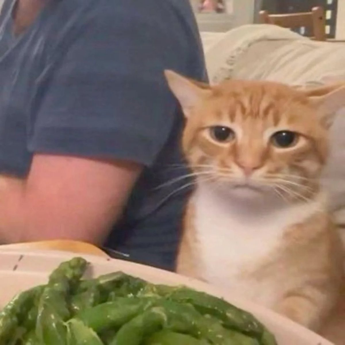 Cats with pawerful aura (@aurawithcats) on Twitter photo 
