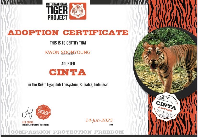 hoshiebaby's tweet photo. im so grateful to be celebrating another year of hoshi‘s birthday. his love, passion and kindness have touched my heart in ways words can’t explain ⭑.ᐟ

to honor the love he shares, i adopted a sumatran tiger named cinta — which means "love" in indonesian. i also donated to support palestinian children and to provide medical aid to those affected by the ongoing genocide in gaza ♡

small tributes to the beautiful impact hoshi had on my life  ₍ᐢ. .ᐢ₎ ₊˚⊹

BURN INTO HOSHI BABY BIRTHDAY
#호시의_후반전도_함께할게
#My5tarHoshiDay
#HOSHI #호시
