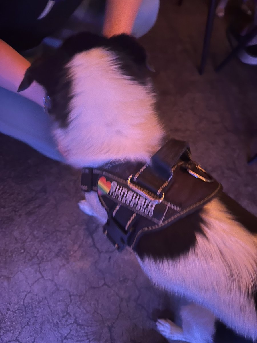 saekdareun1's tweet image. 털친구들도 안녕