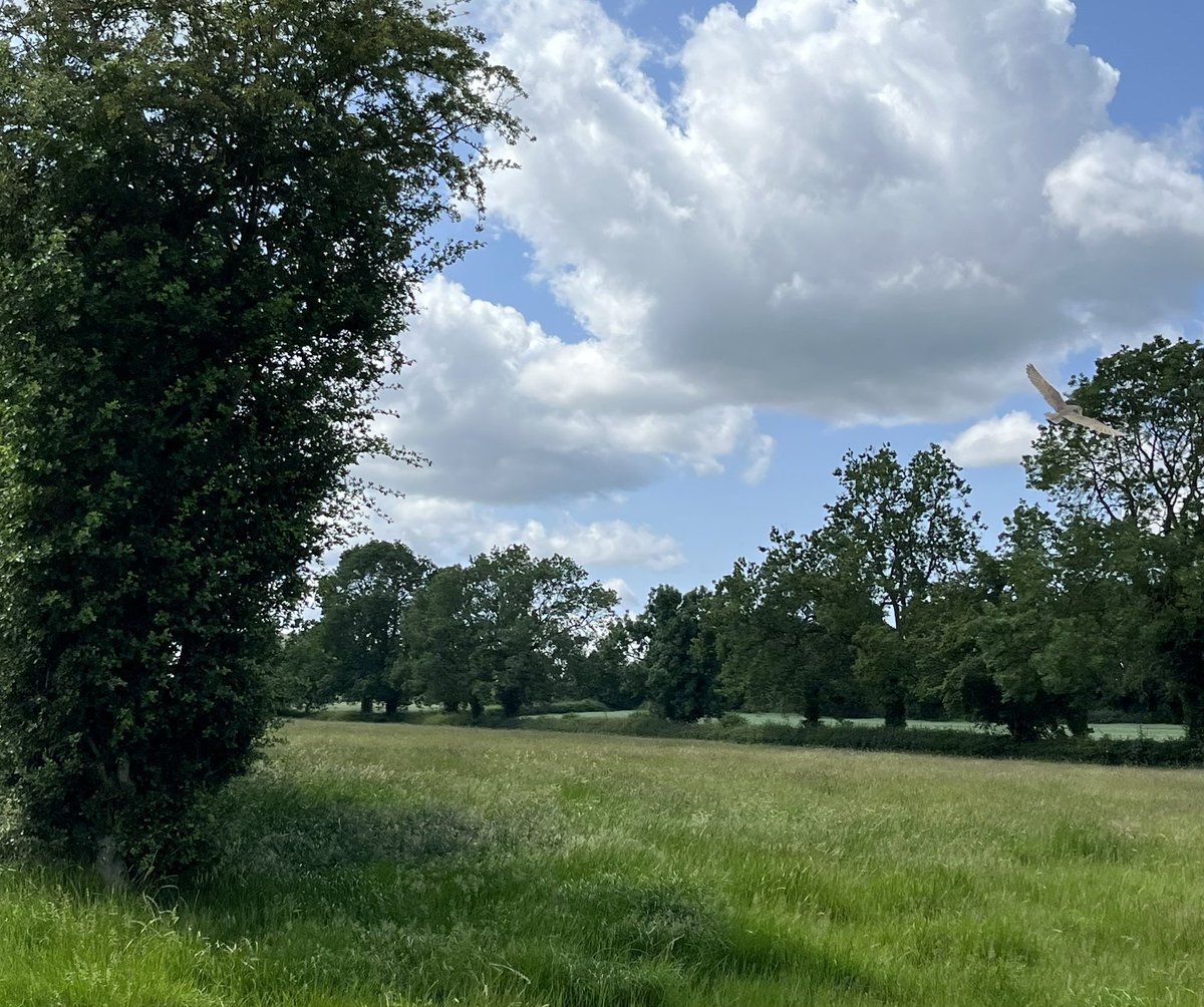 greeny1955's tweet image. Been out this morning with @PMRiddle checking some Barn Owl Boxes under Licence in South Leicestershire . It’s not good news on our patch. 8 boxes checked There were pairs of adults at 5 but no chicks. 1 box with 1 adult and 2 chicks and 2 boxes with no activity at all.