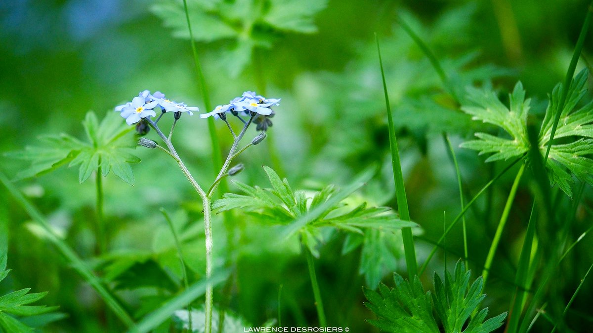 ldero's tweet photo. Myosotis, quatre fois… #Photographie https://t.co/vY79d21A42