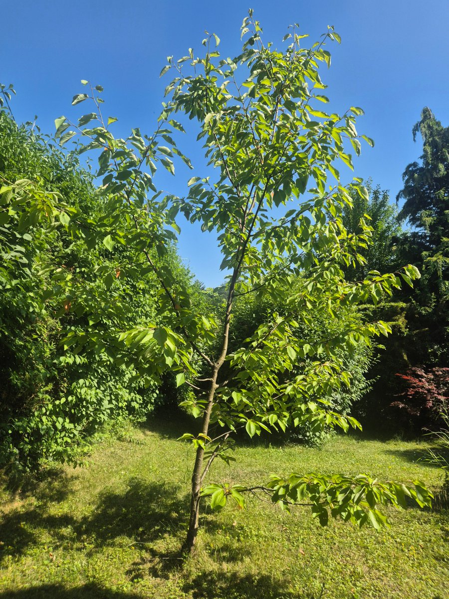 sirmichaeldev's tweet image. Vor ca. 8 Jahren einen Stengel eingesetzt &amp;amp; jetzt ein kleiner #Kirschbaum.