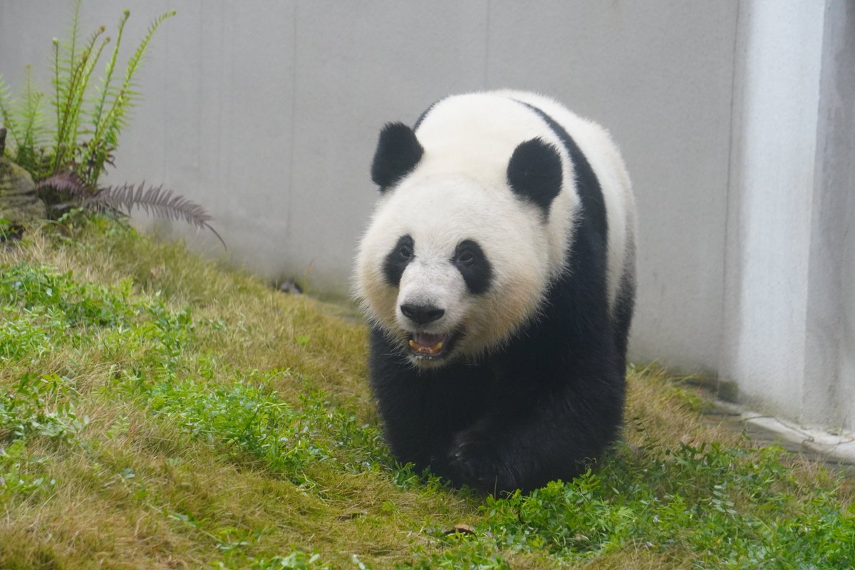 We’re so excited to visit Xi Lun and Ya Lun this weekend! Chengdu Panda Base is one of the largest panda bases in the world, home to over 200 pandas. 

mypandatours.com/collections/al…
“TOUR #169•Chengdu Panda Base• Saturday 14 June, 8:30PM (Times in EDT) ”