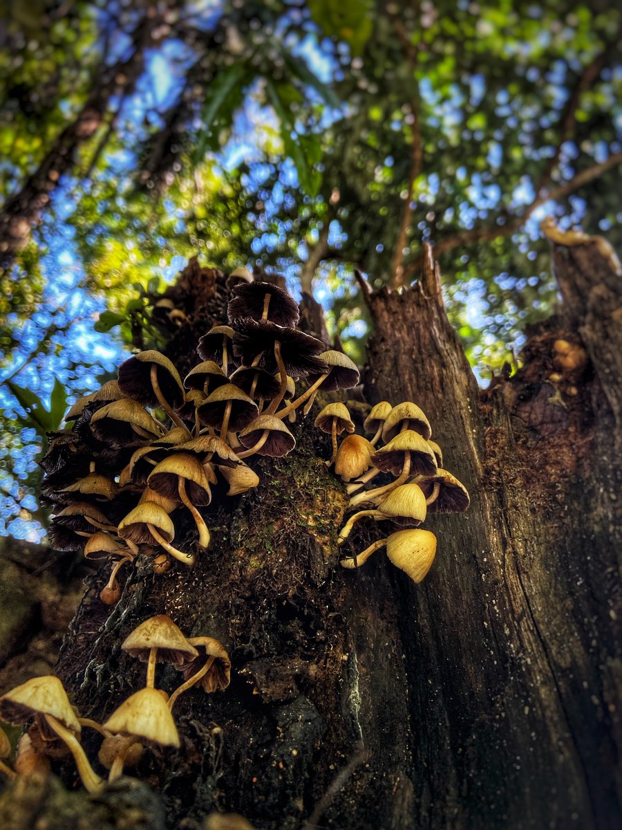 For all the fungi lovers out there 🍄🍄‍🟫